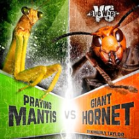 Praying_Mantis_vs__Giant_Hornet